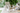 Weathered Teak / Beige
